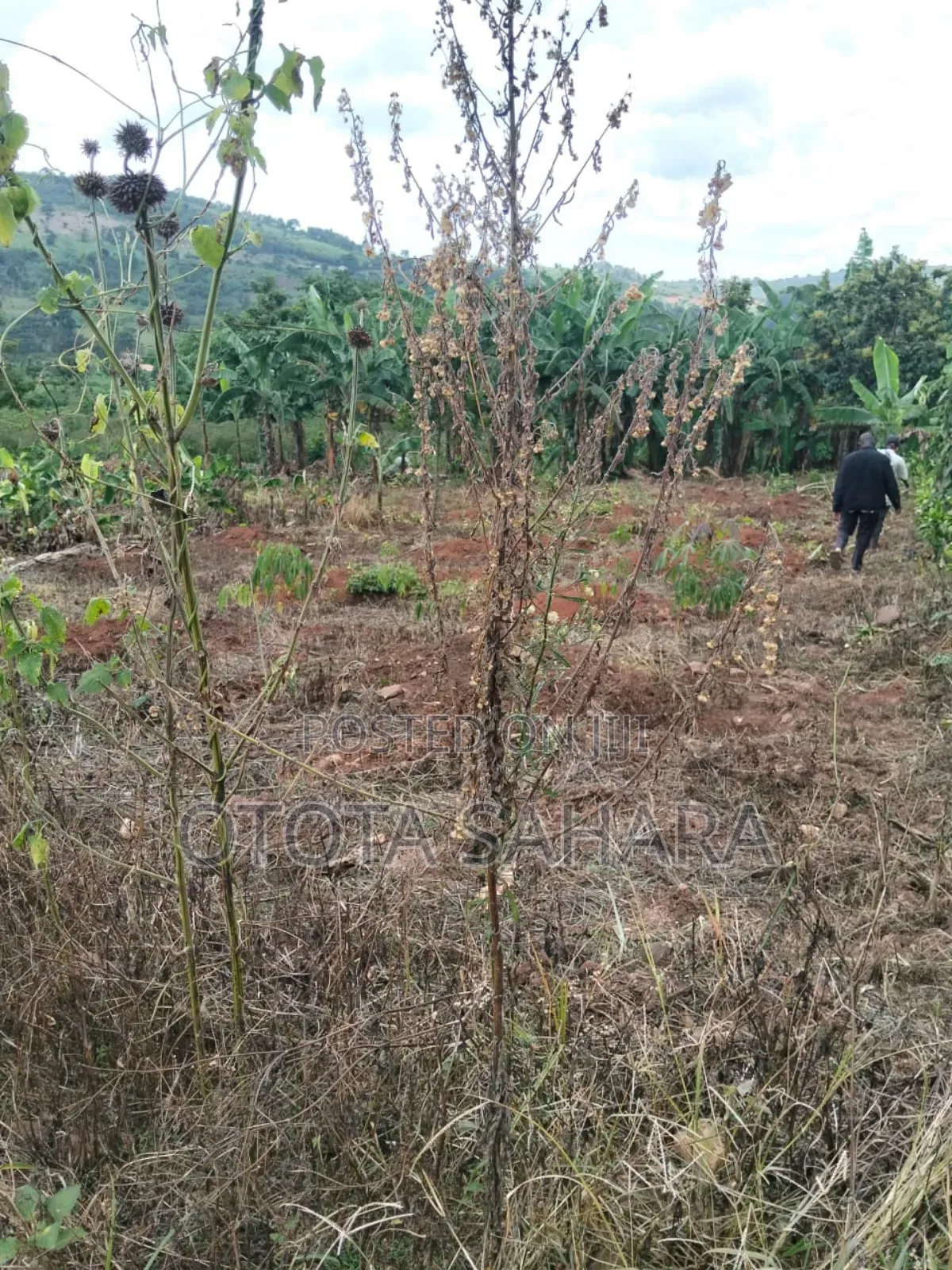 Mukono : Kayanja:For Sale Half Acre at Ugx 24m