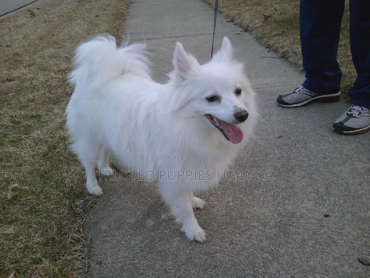 0-1 month Female Purebred Japanese Spitz