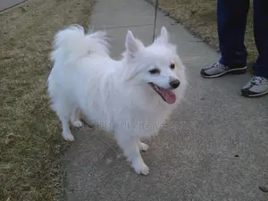 0-1 month Female Purebred Japanese Spitz