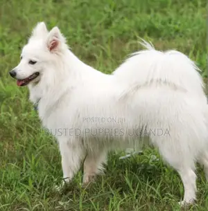 0-1 month Female Purebred Japanese Spitz