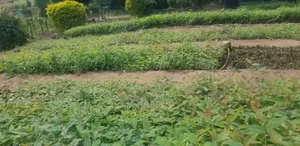Gu Seedlings for High Quality