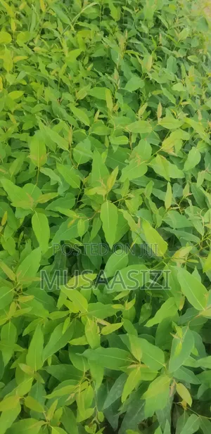 Gu Seedlings for High Quality