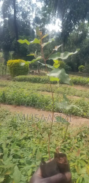 Gu Seedlings for High Quality
