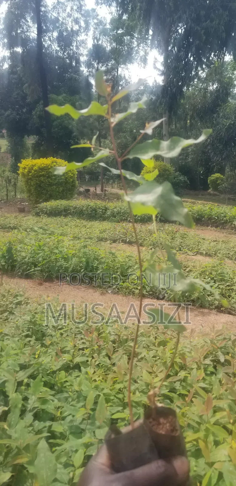 Gu Seedlings for High Quality