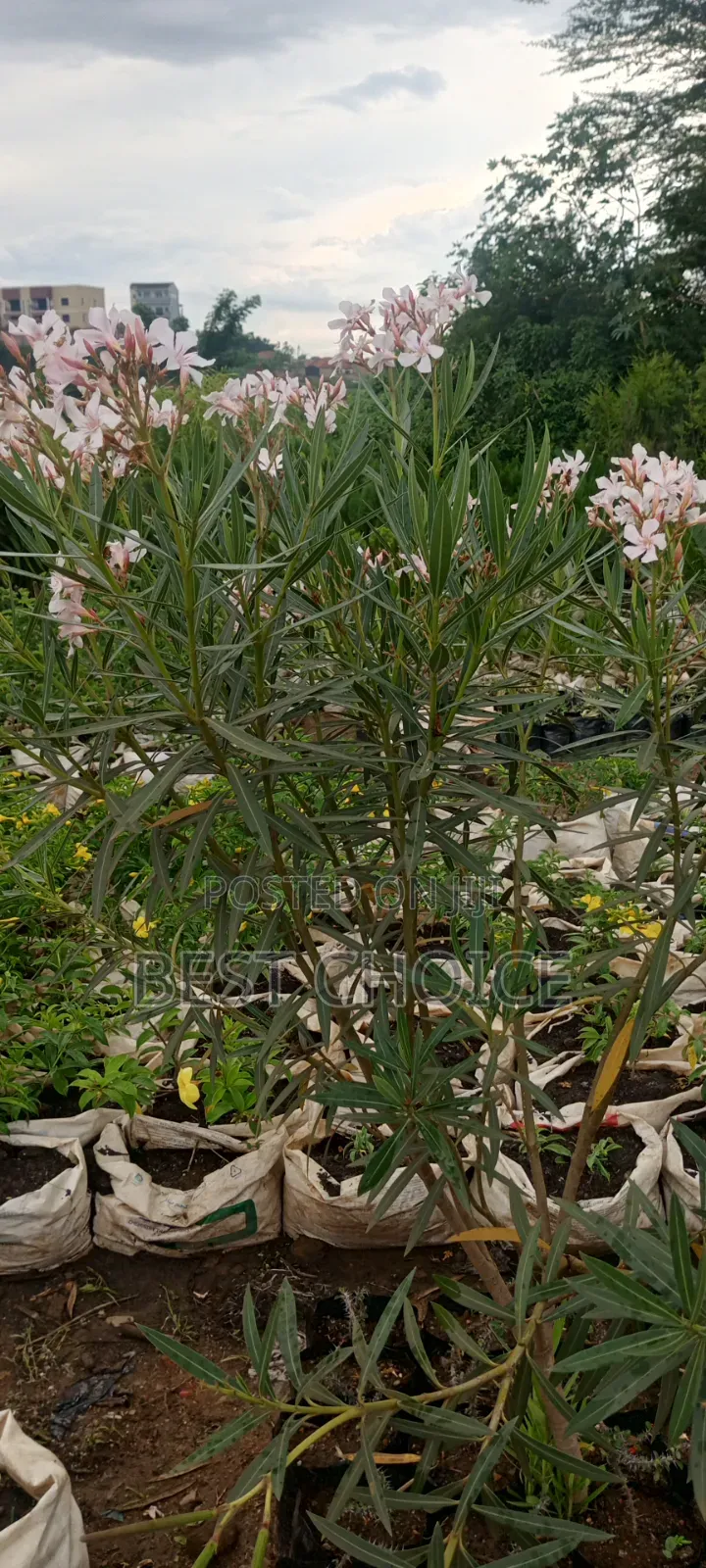 Oleander, Blooms With Beauty