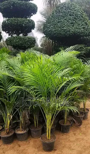 Flowers and All Kinds of Shrubs