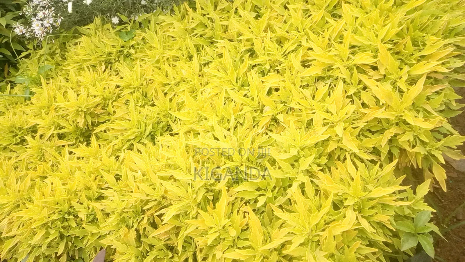 Flowers and All Kinds of Shrubs
