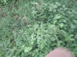 Plot of Land