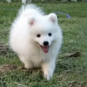 0-1 month Female Purebred Japanese Spitz