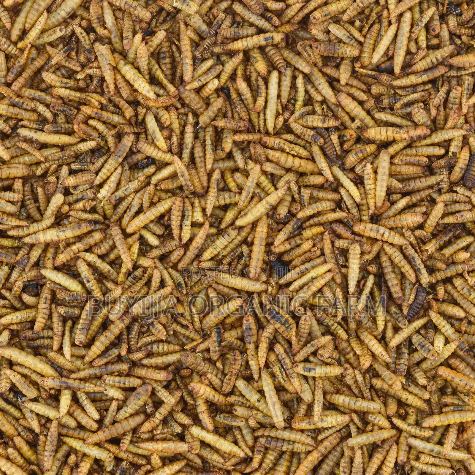 Buyijja Organic Farm – High-Protein Feed for Fish, Pigs, Poultry, Etc.