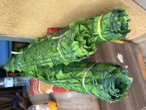 Wall Plants 3 Meters Each