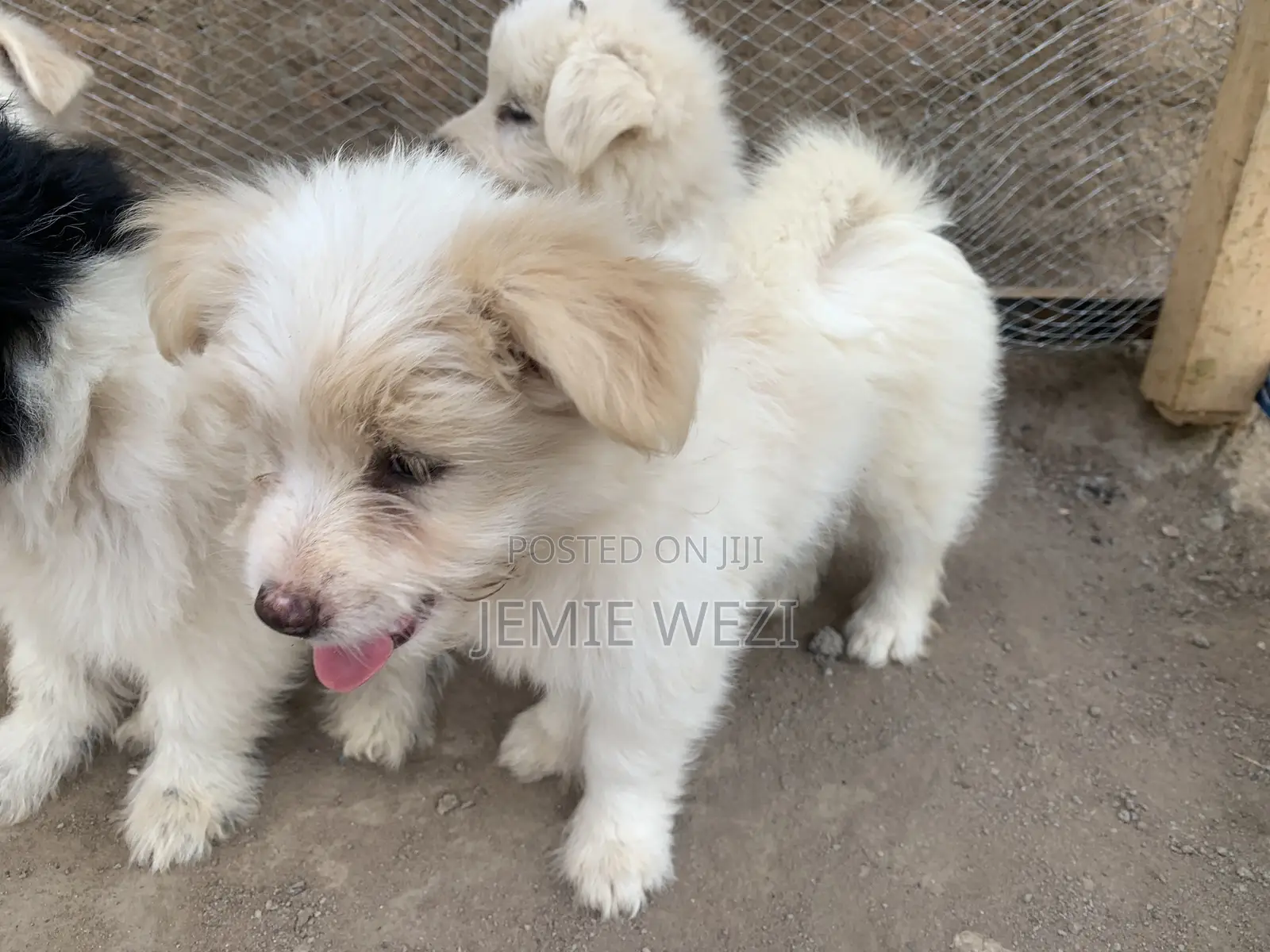 1-3 months Male Mixed Breed Maltese