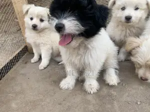 1-3 months Male Mixed Breed Maltese