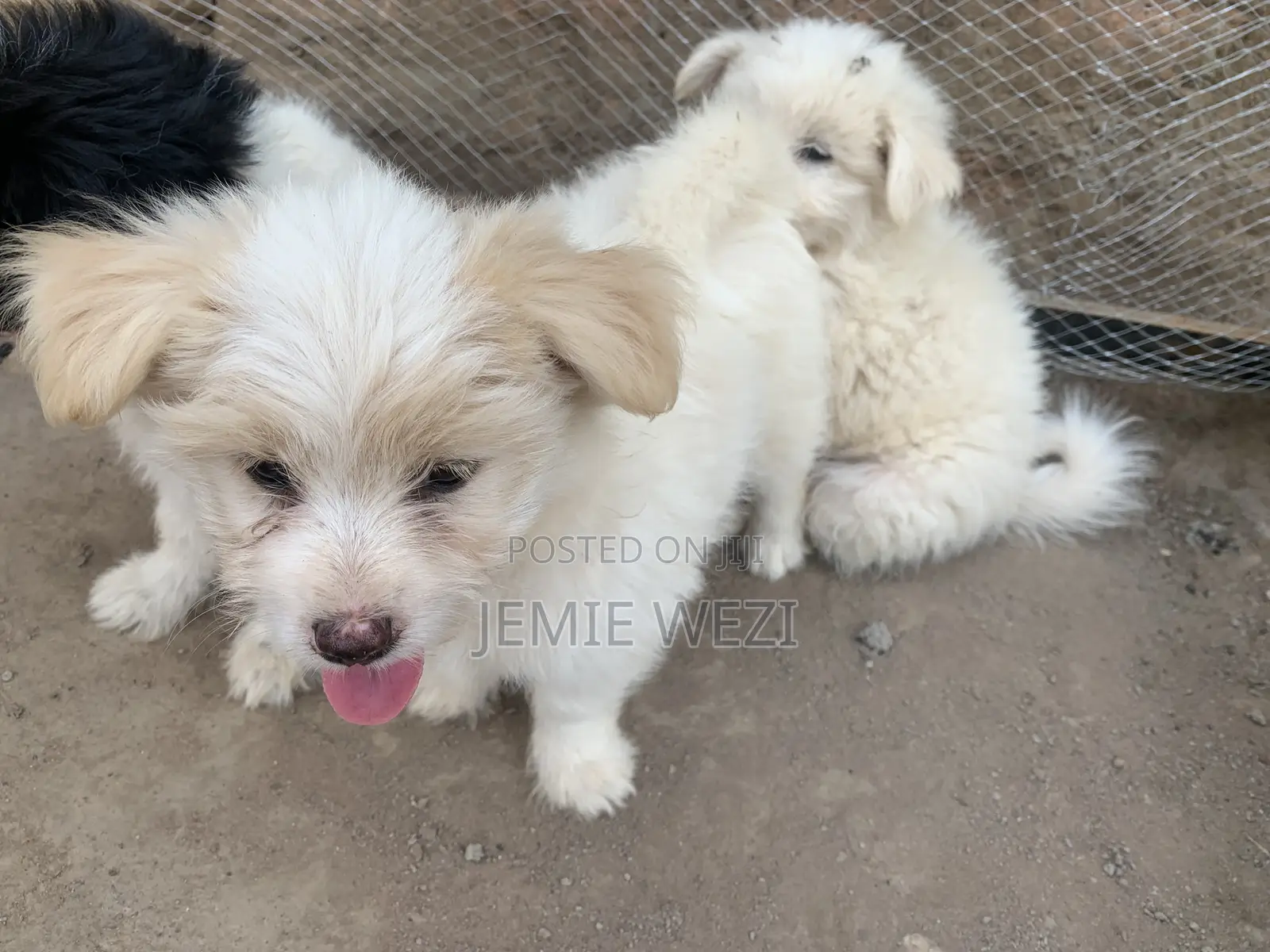 1-3 months Male Mixed Breed Maltese