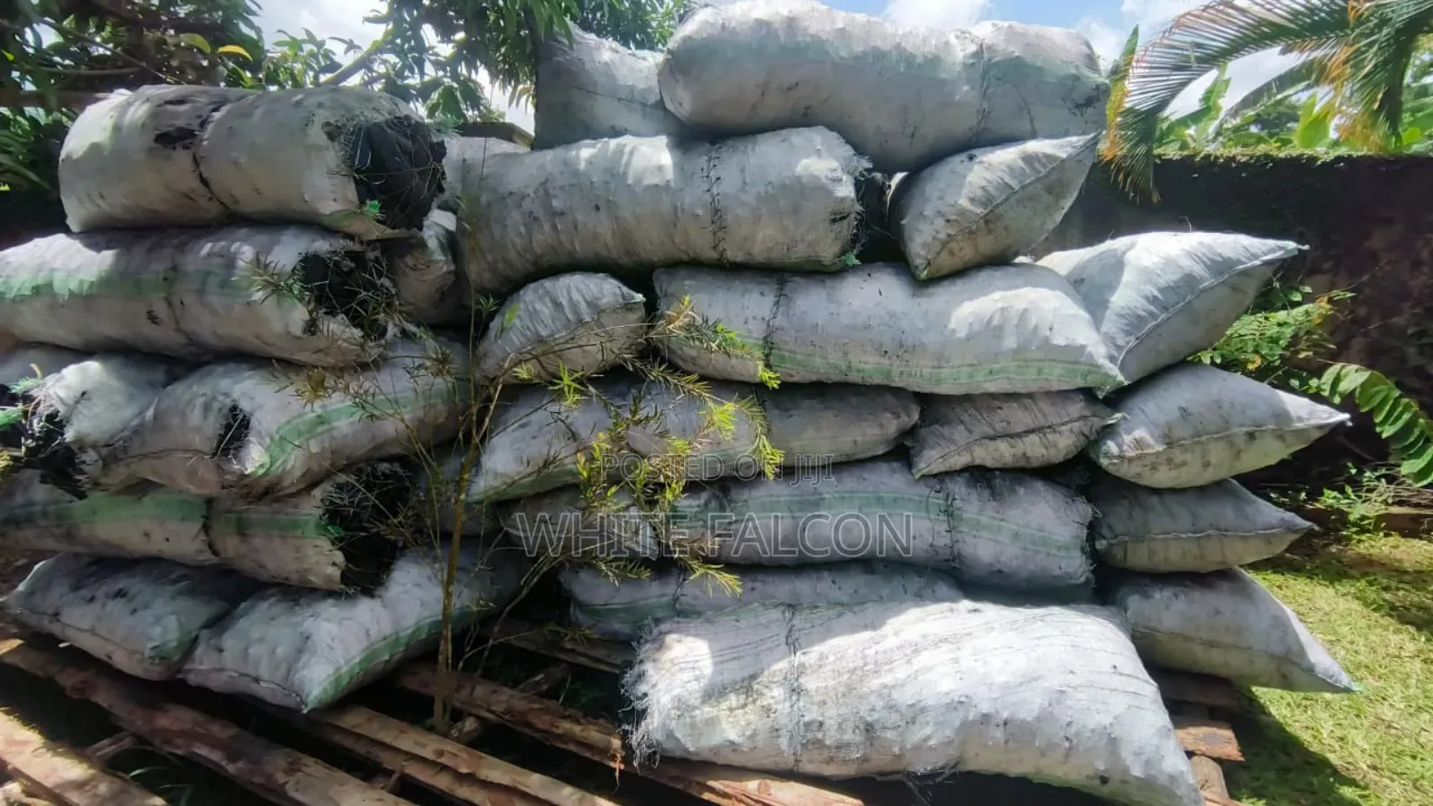 Durable Charcoal From Hard Wood