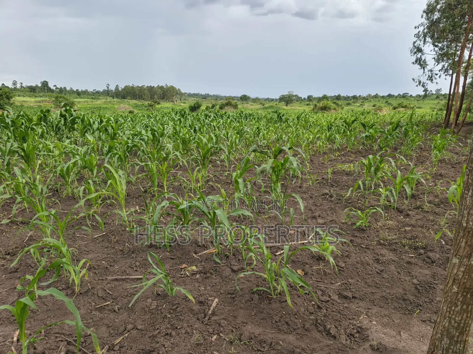 Agricultural on Sale
