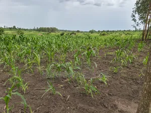 Agricultural on Sale