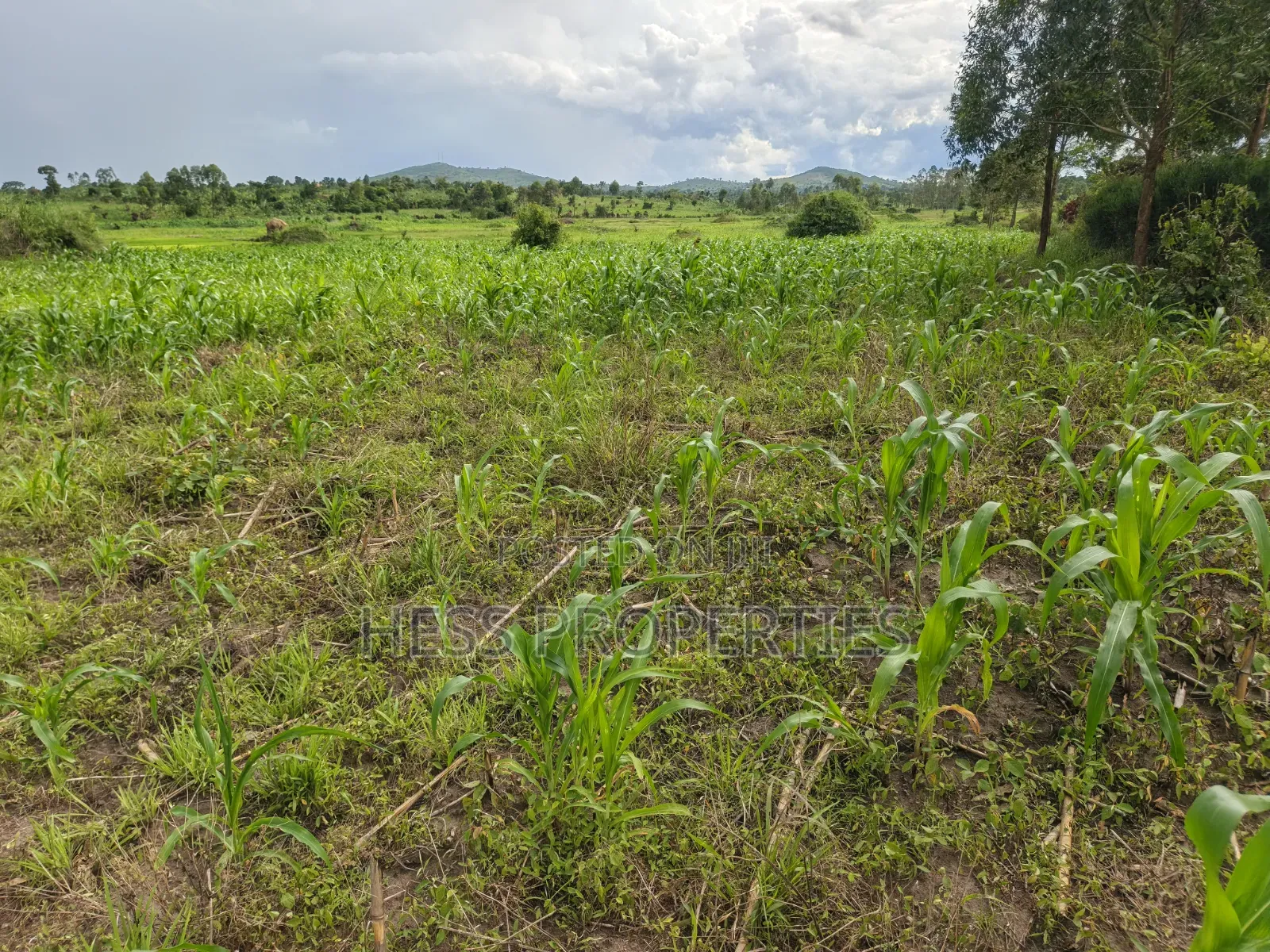 Agricultural on Sale