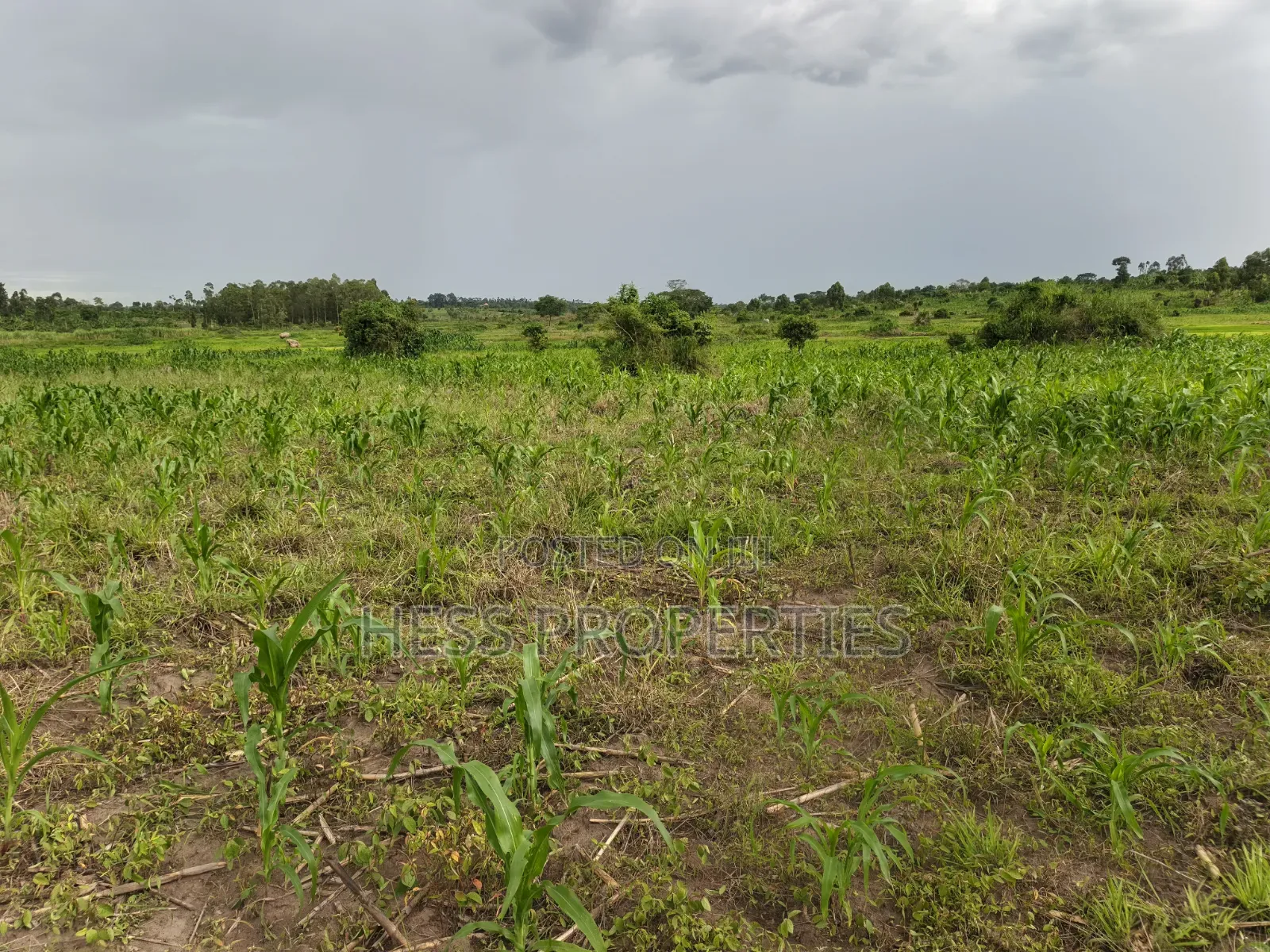 Agricultural on Sale