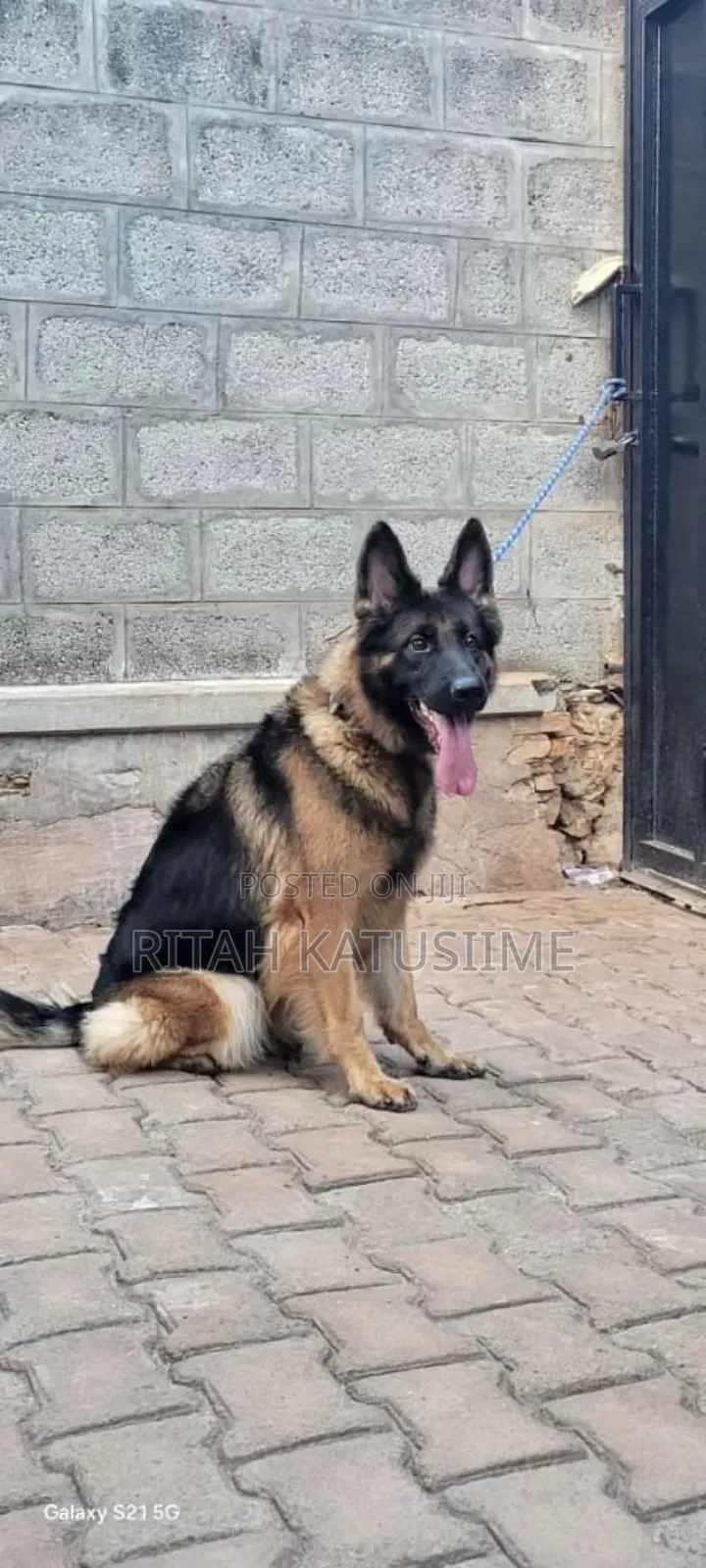 1+ year Female Purebred German Shepherd