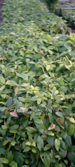 Cocoa Seedlings