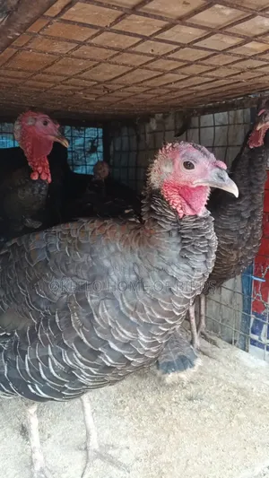 5 Months Female Turkeys for Sale