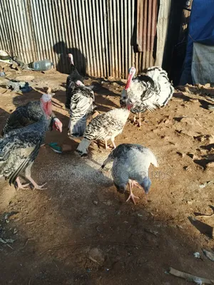 Male and Female for Sale