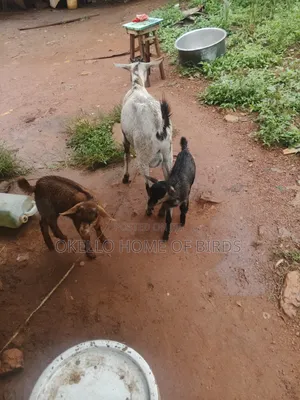 She Goat Delivers Twins for Sale