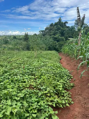 1 Acre of Land in Kitukutwe 700mtr Off Tarmac