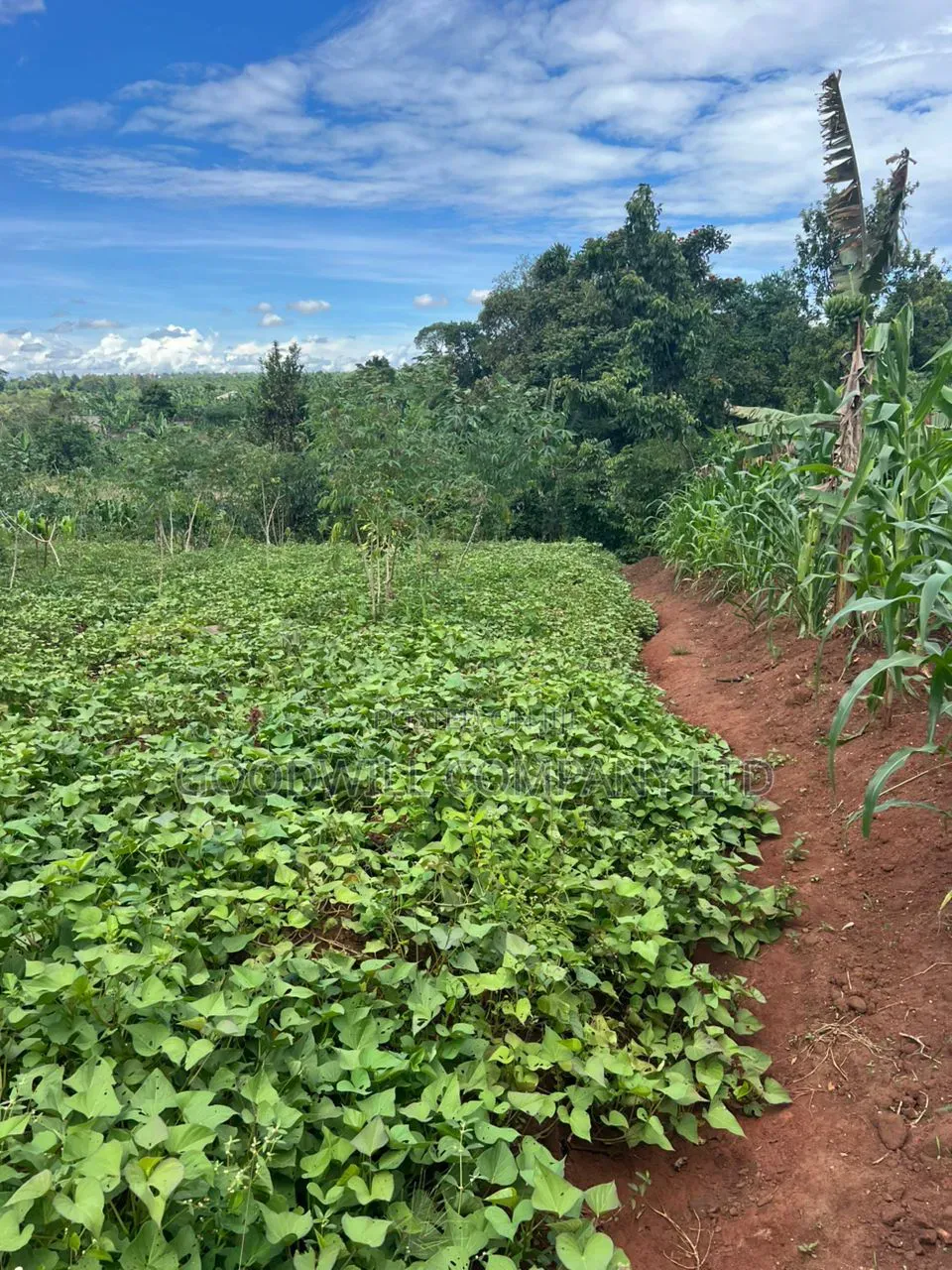 1 Acre of Land in Kitukutwe 700mtr Off Tarmac