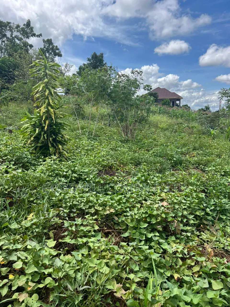 1 Acre of Land in Kitukutwe 700mtr Off Tarmac