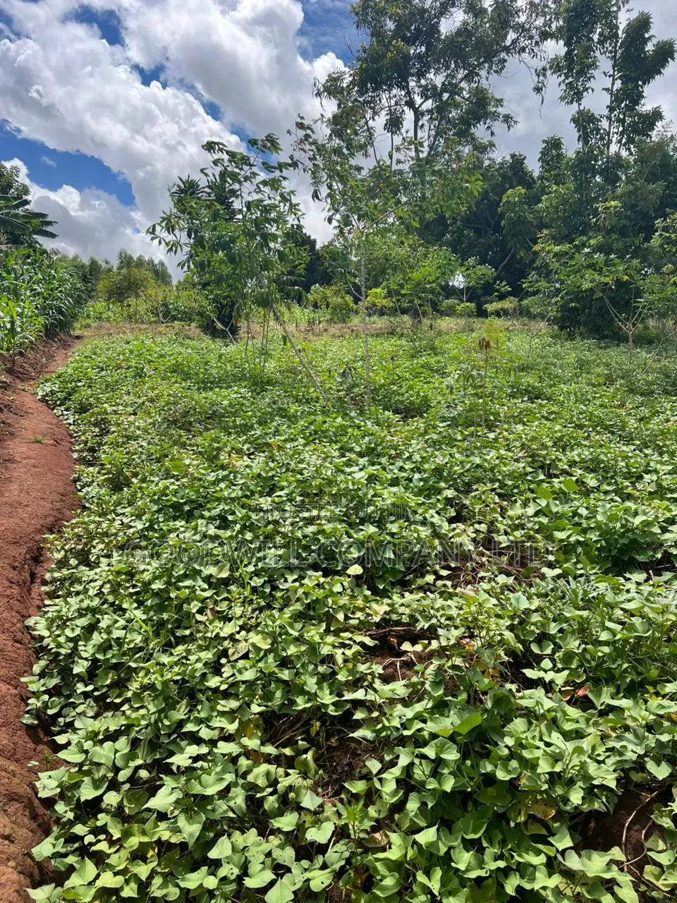 1 Acre of Land in Kitukutwe 700mtr Off Tarmac