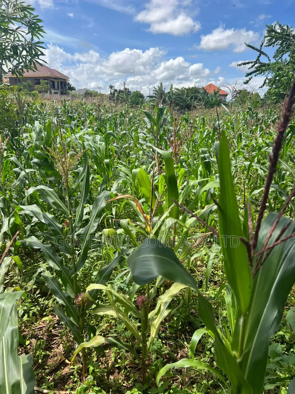 1 Acre of Land in Kitukutwe 700mtr Off Tarmac