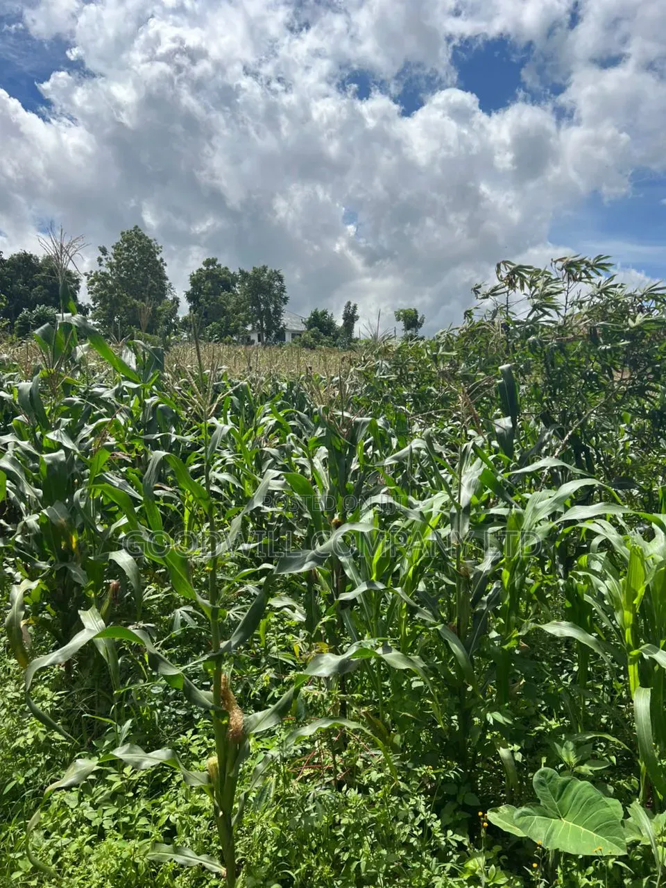 1 Acre of Land in Kitukutwe 700mtr Off Tarmac