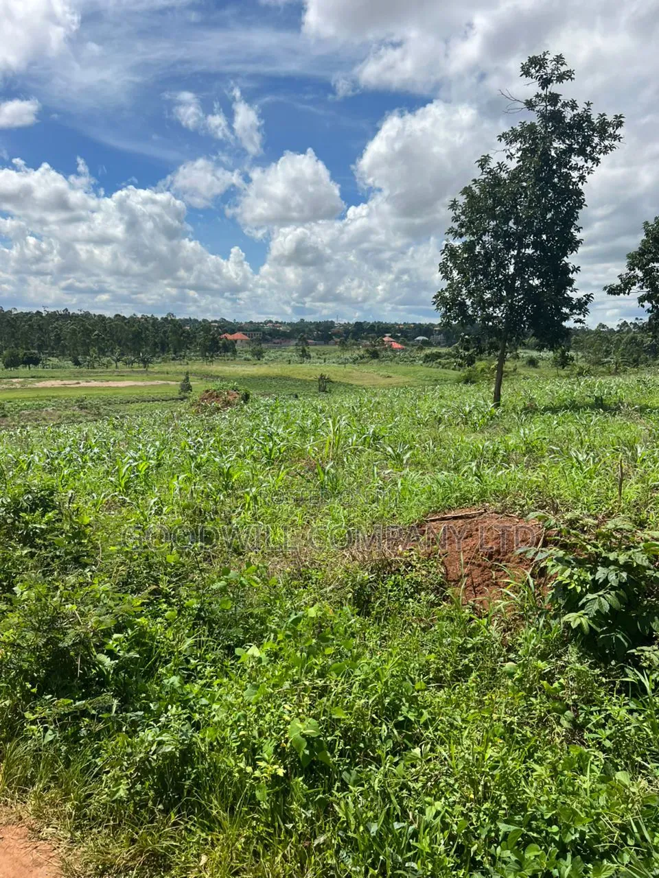 1 Acre of Land in Kira Kitukutwe 800mtrs Off Main Road