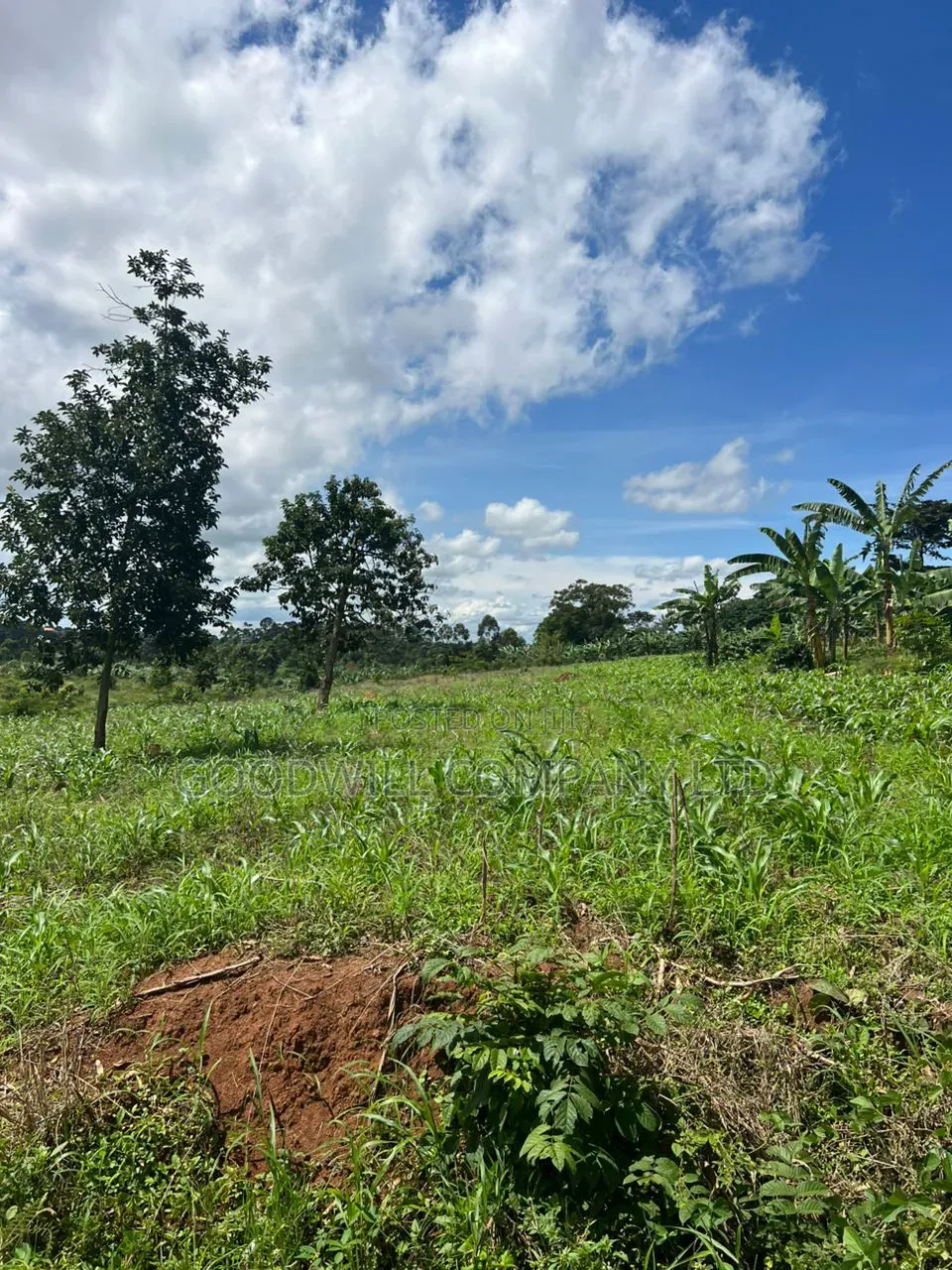 1 Acre of Land in Kira Kitukutwe 800mtrs Off Main Road
