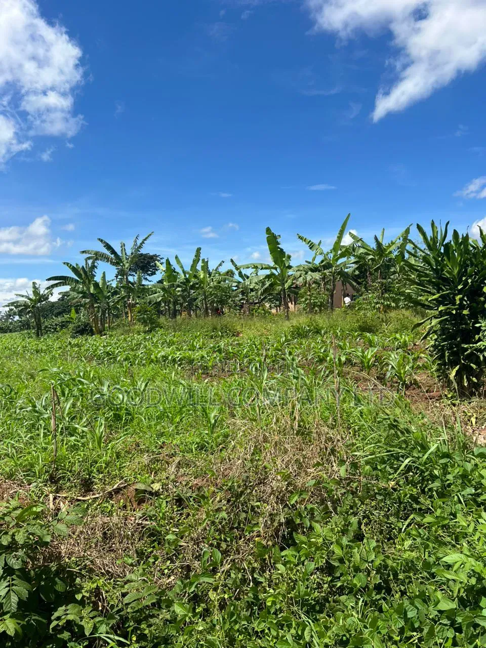 1 Acre of Land in Kira Kitukutwe 800mtrs Off Main Road