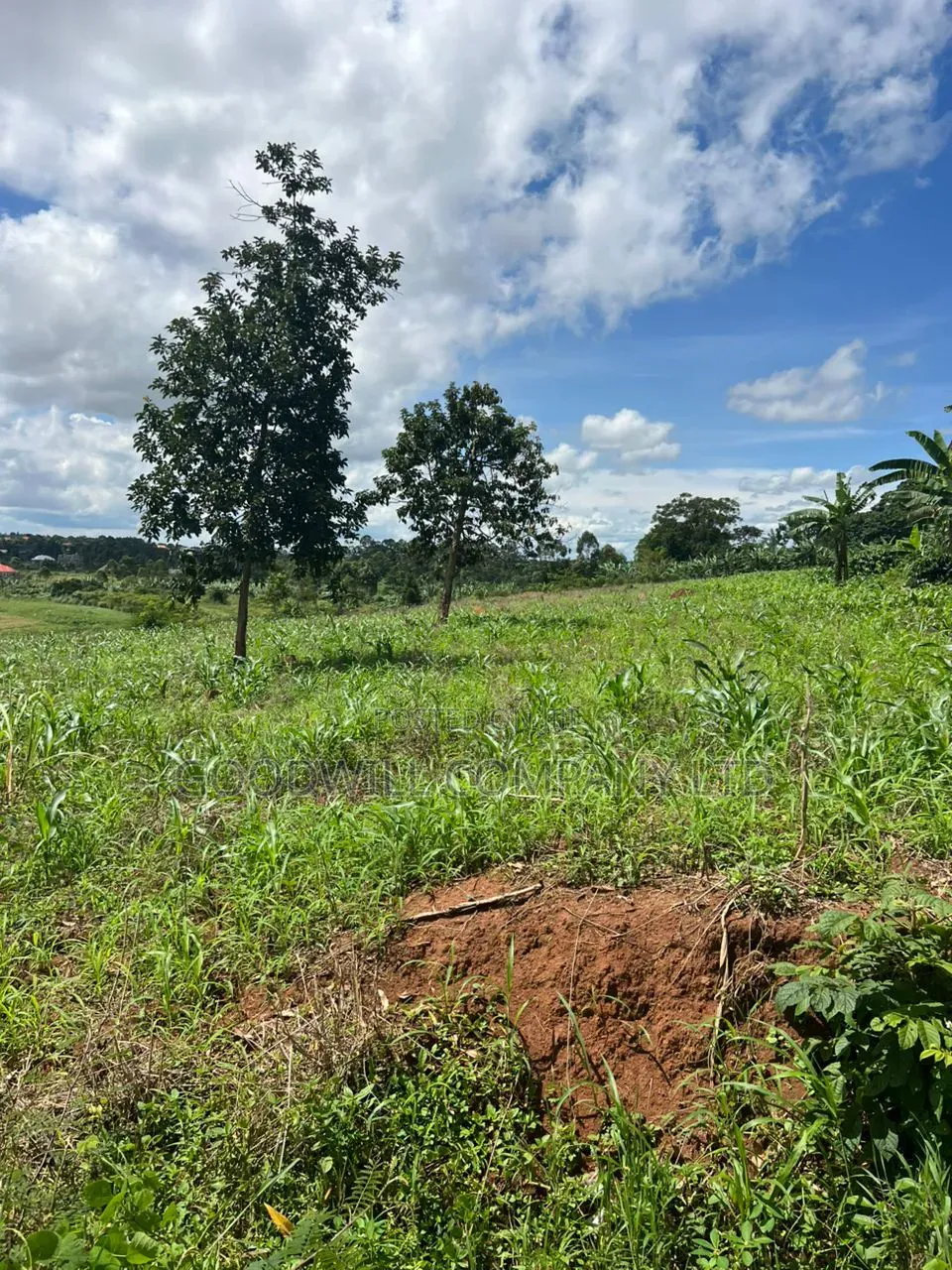 1 Acre of Land in Kira Kitukutwe 800mtrs Off Main Road