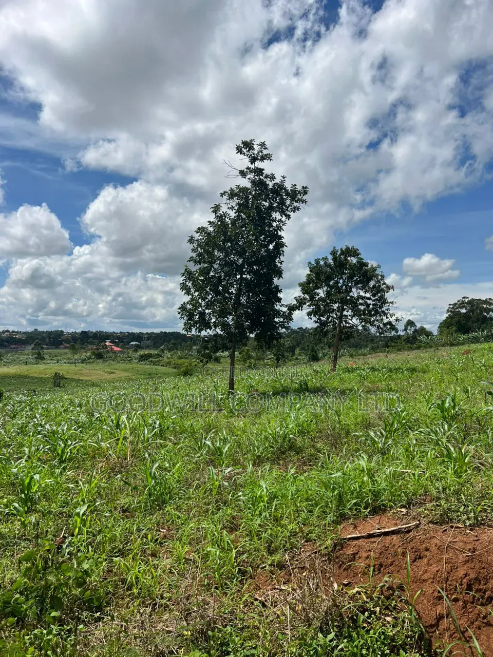 1 Acre of Land in Kira Kitukutwe 800mtrs Off Main Road