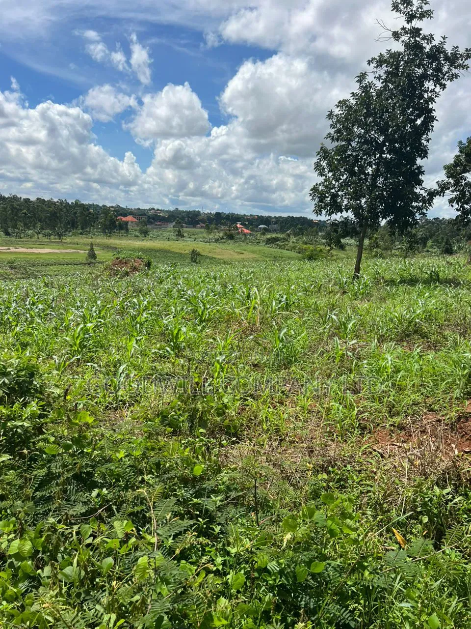 1 Acre of Land in Kira Kitukutwe 800mtrs Off Main Road
