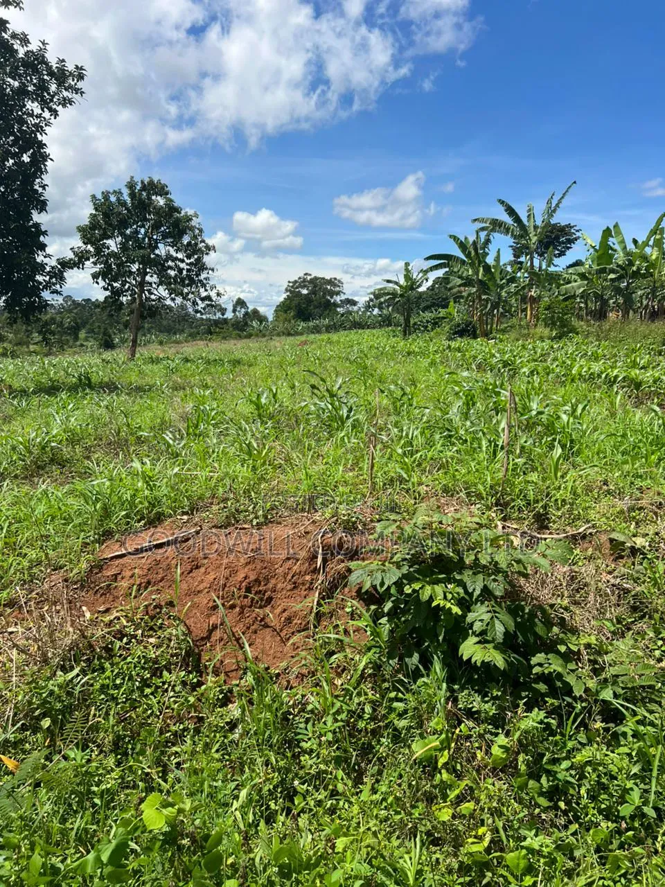 1 Acre of Land in Kira Kitukutwe 800mtrs Off Main Road