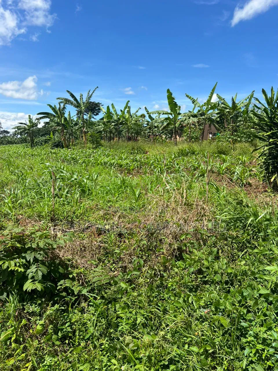 1 Acre of Land in Kira Kitukutwe 800mtrs Off Main Road