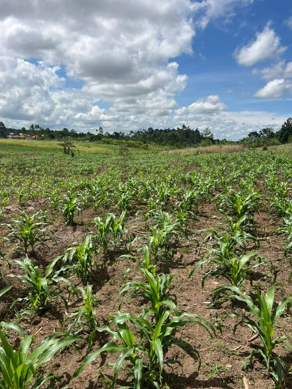 2 Acres of Low Land With Water in Kitukutwe Kira 800mtrs Off Tarmac