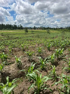 2 Acres of Low Land With Water in Kitukutwe Kira 800mtrs Off Tarmac