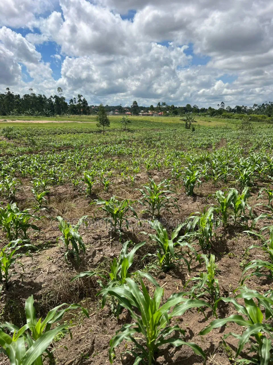 2 Acres of Low Land With Water in Kitukutwe Kira 800mtrs Off Tarmac