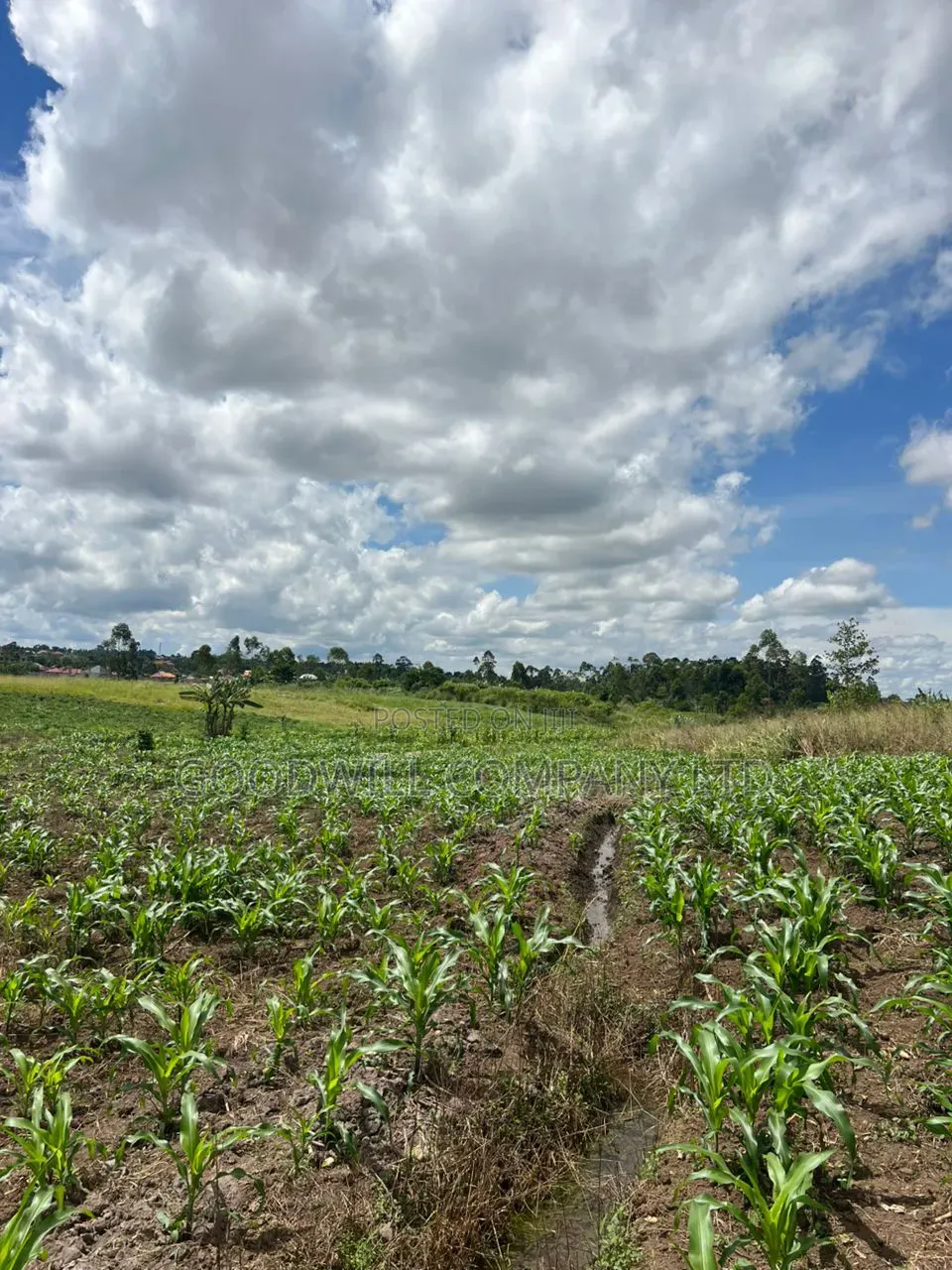 2 Acres of Low Land With Water in Kitukutwe Kira 800mtrs Off Tarmac