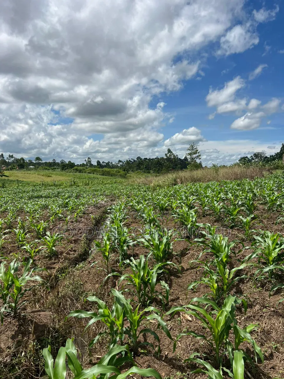 2 Acres of Low Land With Water in Kitukutwe Kira 800mtrs Off Tarmac