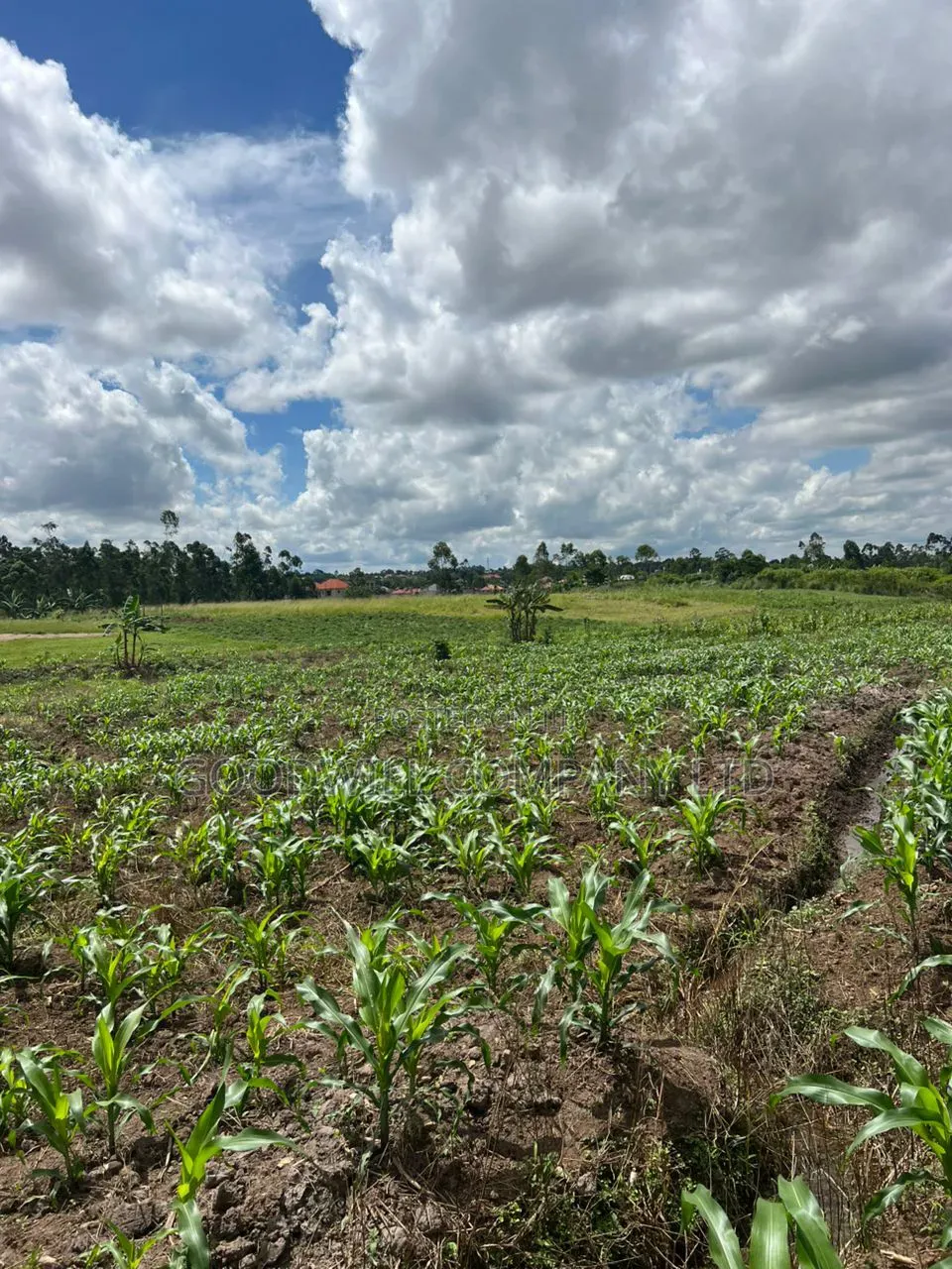 2 Acres of Low Land With Water in Kitukutwe Kira 800mtrs Off Tarmac