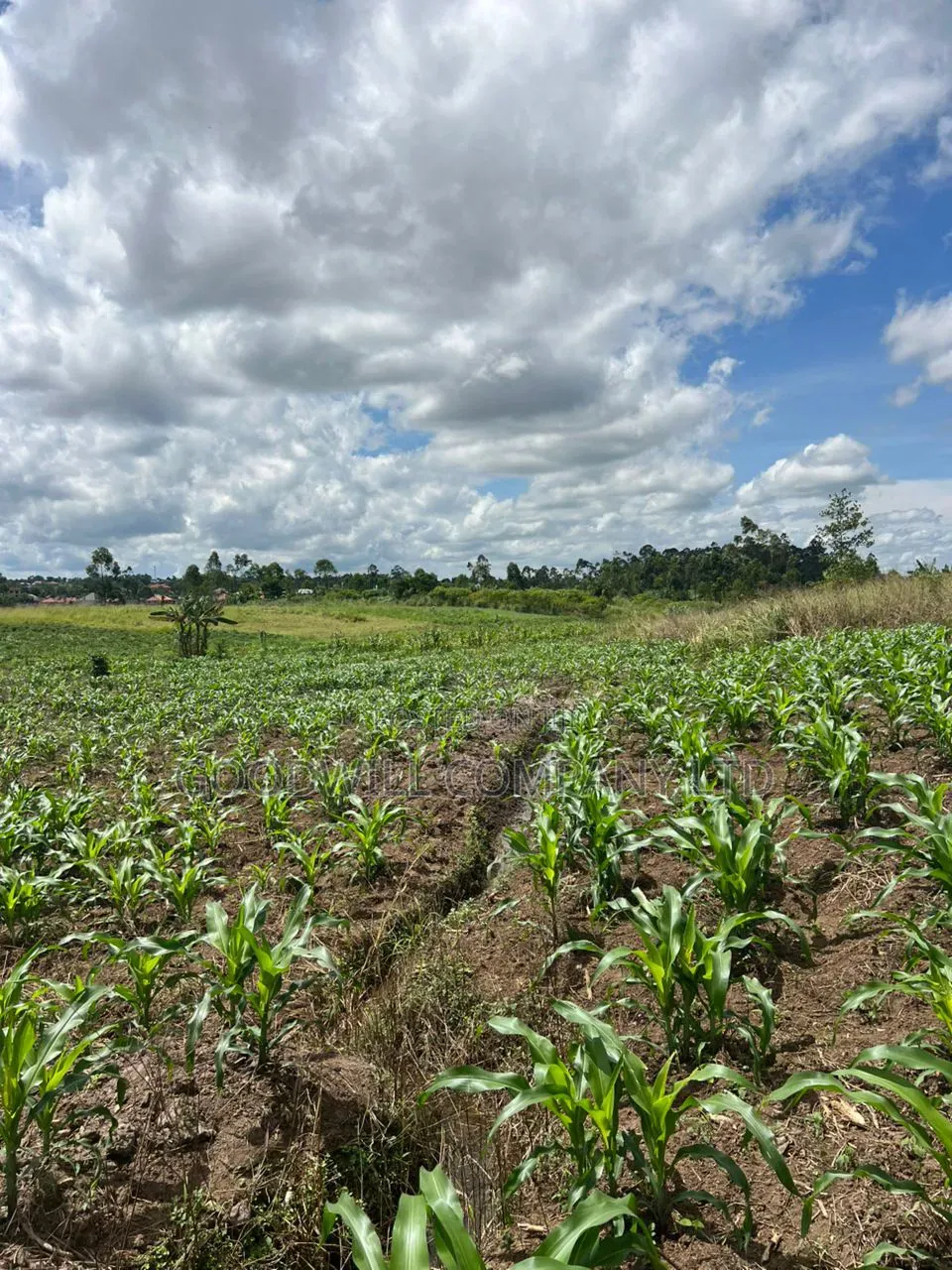 2 Acres of Low Land With Water in Kitukutwe Kira 800mtrs Off Tarmac