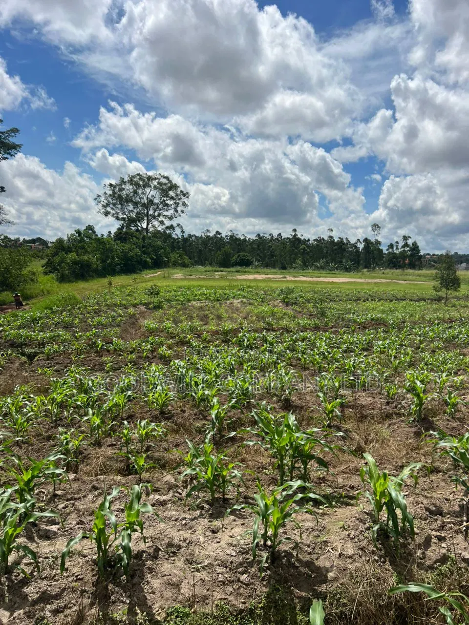 2 Acres of Low Land With Water in Kitukutwe Kira 800mtrs Off Tarmac